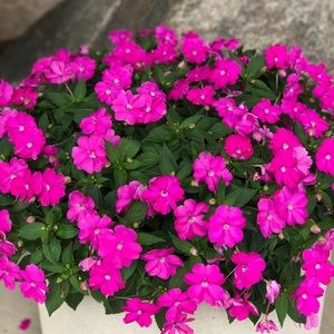 Meet your Posher, Simran